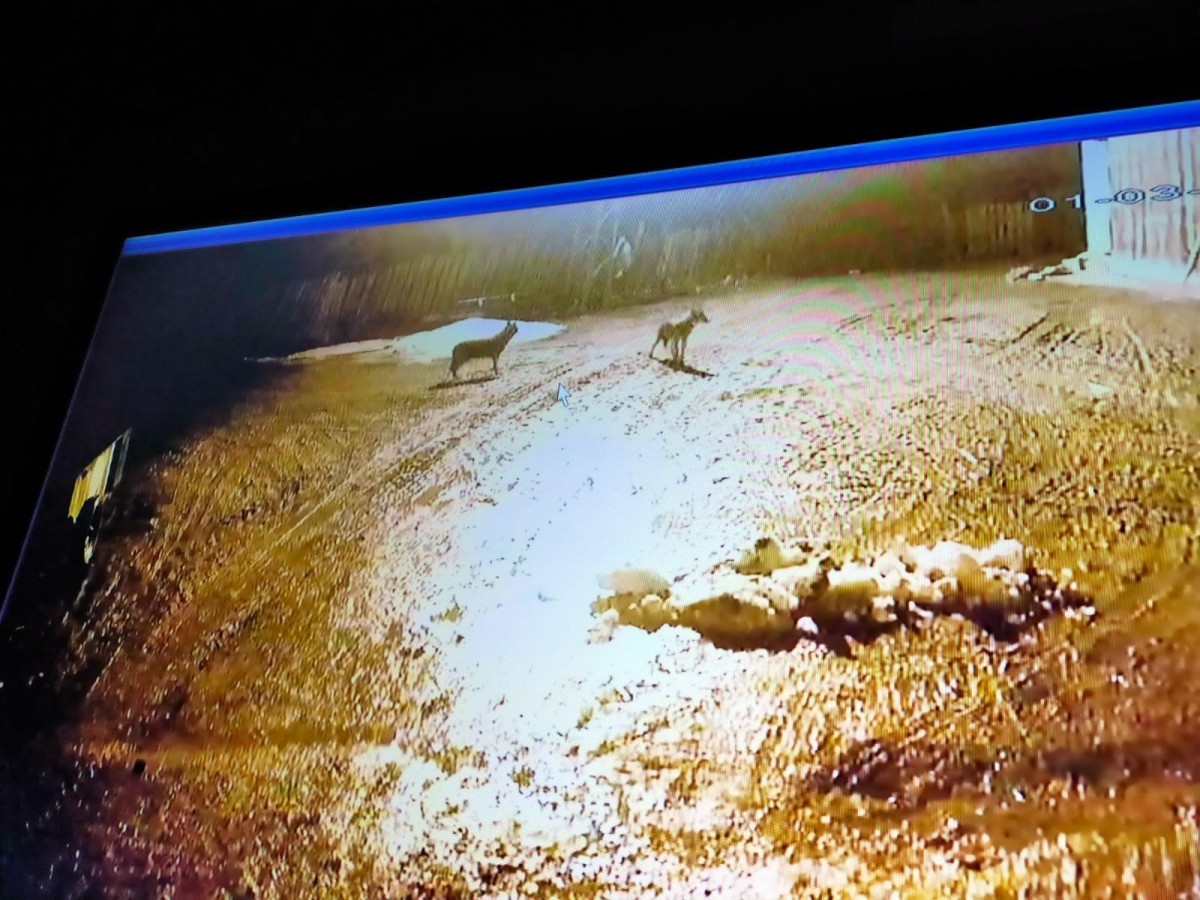 Kurt sürüsü gece vakti köyü bastı;