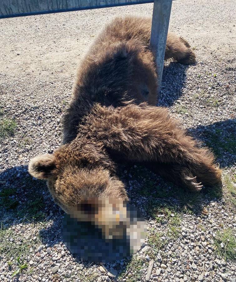 Kastamonu'da aracın çarptığı ayılar telef oldu  ;