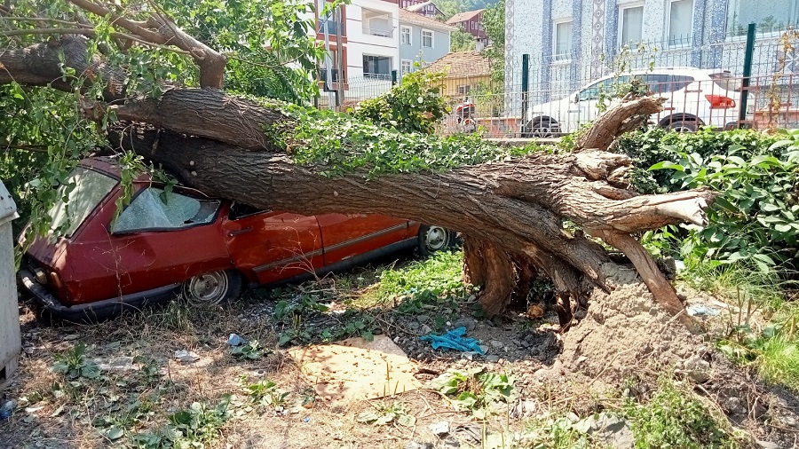Aracın üzerine ağaç devrildi;