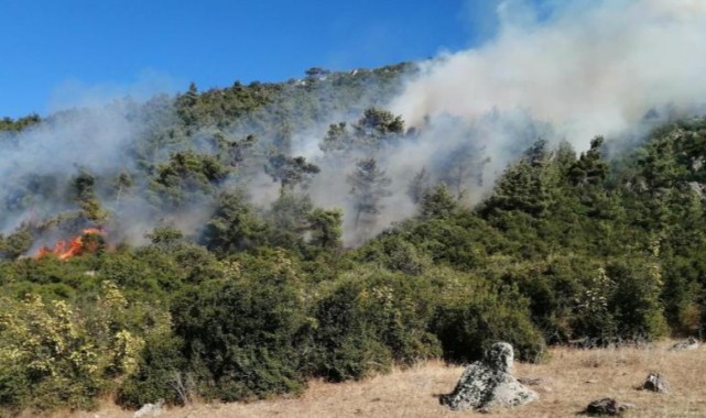 Yangınların kaynağı ‘ihmal’ ve ‘dikkatsizlik’ olarak belirtildi;