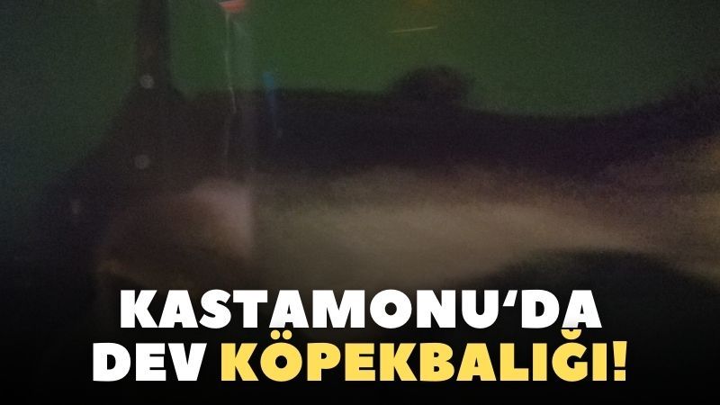 Kastamonu’da dev köpekbalığı ilgi çekti!