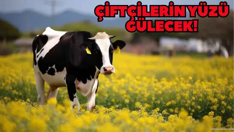 Kastamonulu çiftçilere nefes aldıran ödeme