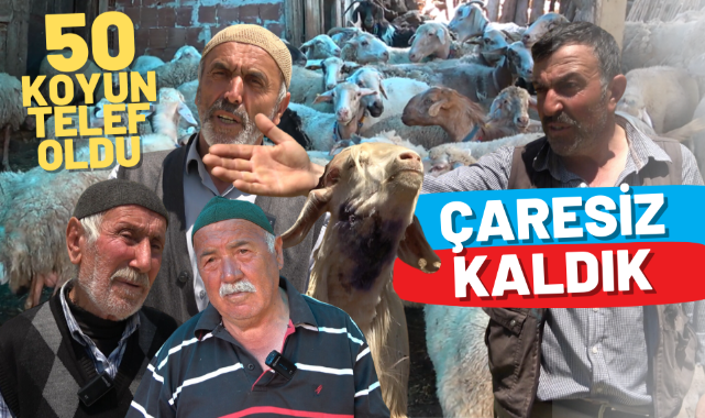 Kastamonu'da kurtlar 50 hayvanı yedi; Köylüler çaresiz!
