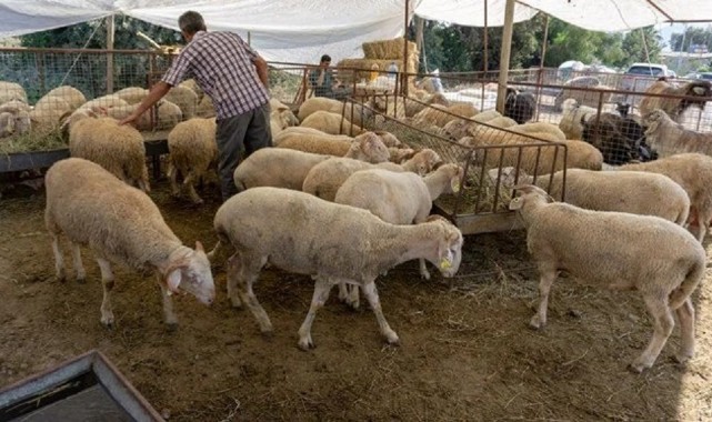 3 milyonun üzerinde küçükbaş kurbanlık satıldı;