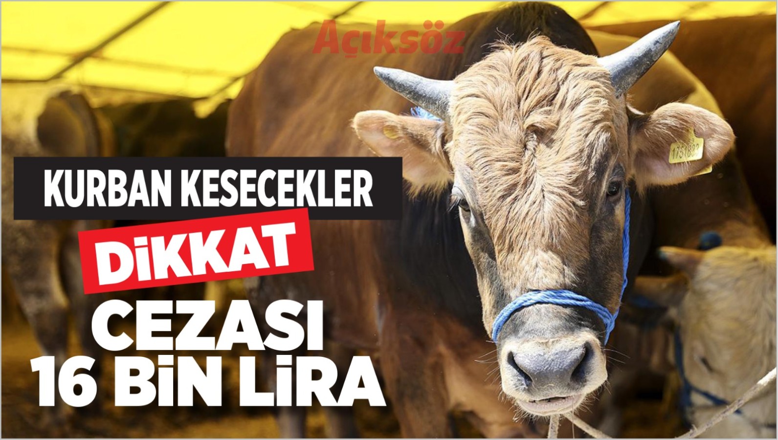 Kurban kesecekler dikkat!.. Cezası 16 bin lira;