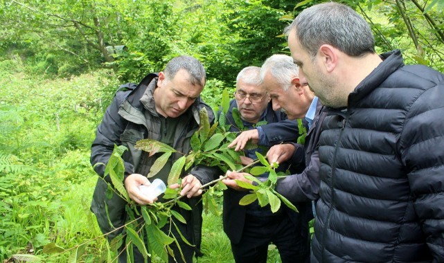 Kastamonu’da “katil arı” mücadelesi;