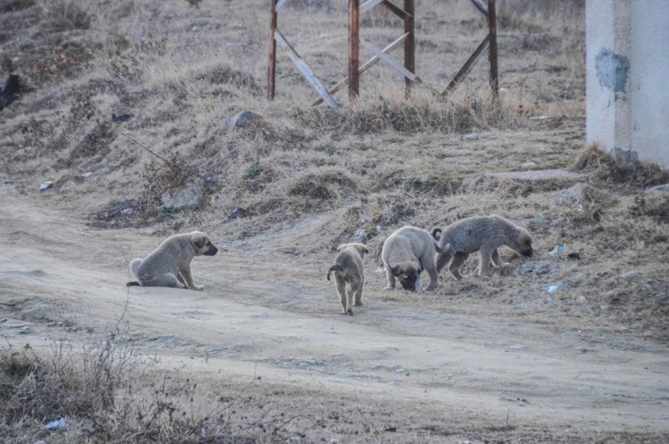 Barınaktaki köpekler sokağa salındı;