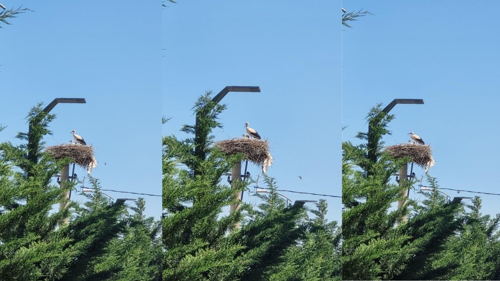 Bu güzellik Kastamonu’da görüldü!;
