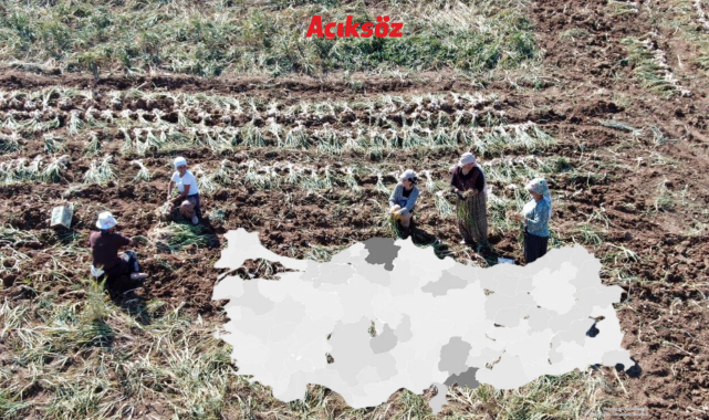 Sarımsak üretiminde; Gaziantep, Kastamonu’ya yetişti