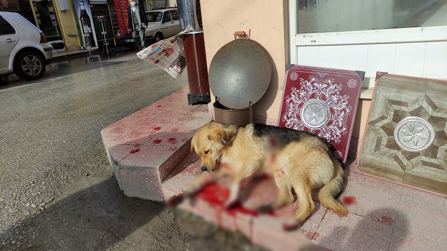 Otomobilin çarptığı köpek için seferber oldular;