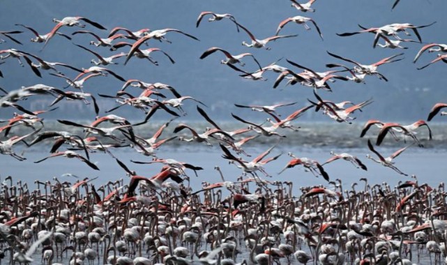 İklim dengesinin bozulması kuşların üremesini etkiliyor;