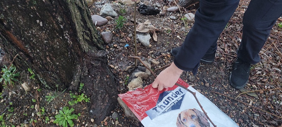 Boğularak öldürülen kedi deniz kenarına atıldı;
