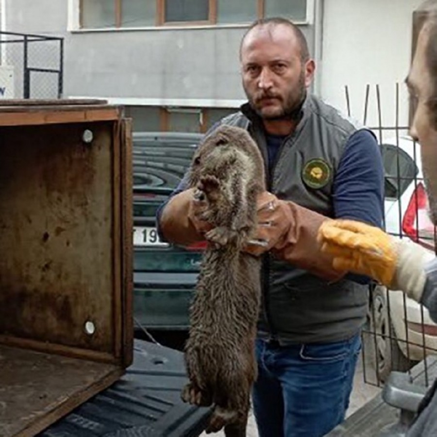 Bölgedeki yaban hayvanlarının yaraları Sarıkum’da sarılıyor;