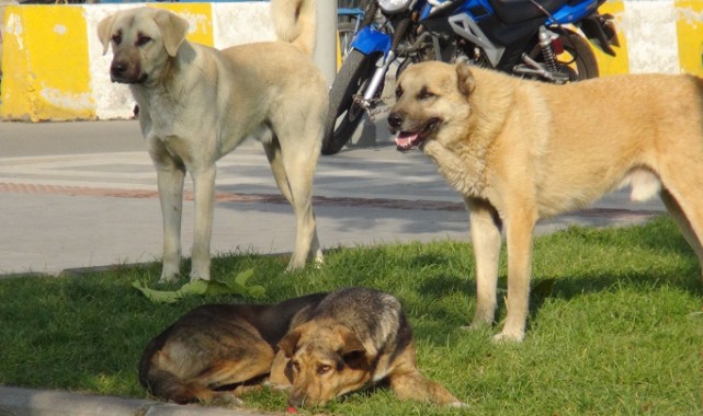 'Başıboş köpek' sorunu büyüyor! Saldırıya uğrayan çocuk yaralandı;