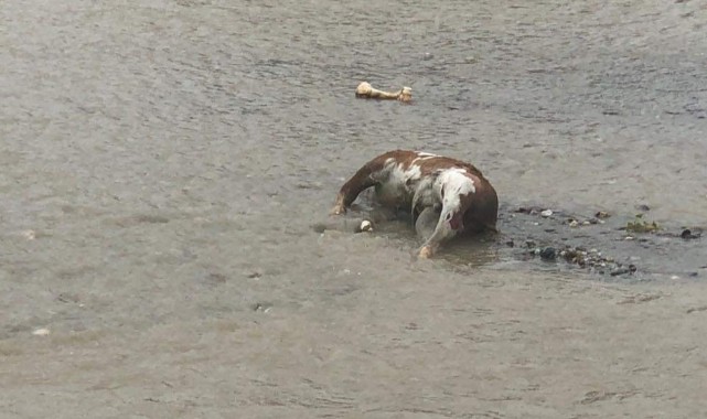 Taşköprü'de sel sularına kapılan buzağı telef oldu;