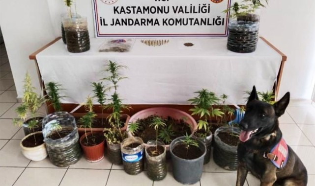 Jandarmadan 3 ilçede ‘zehir’ operasyonu: 5 gözaltı;