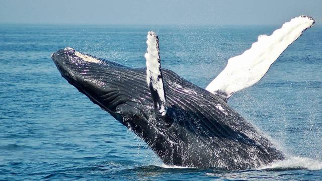 Norveç balina avından vazgeçmiyor