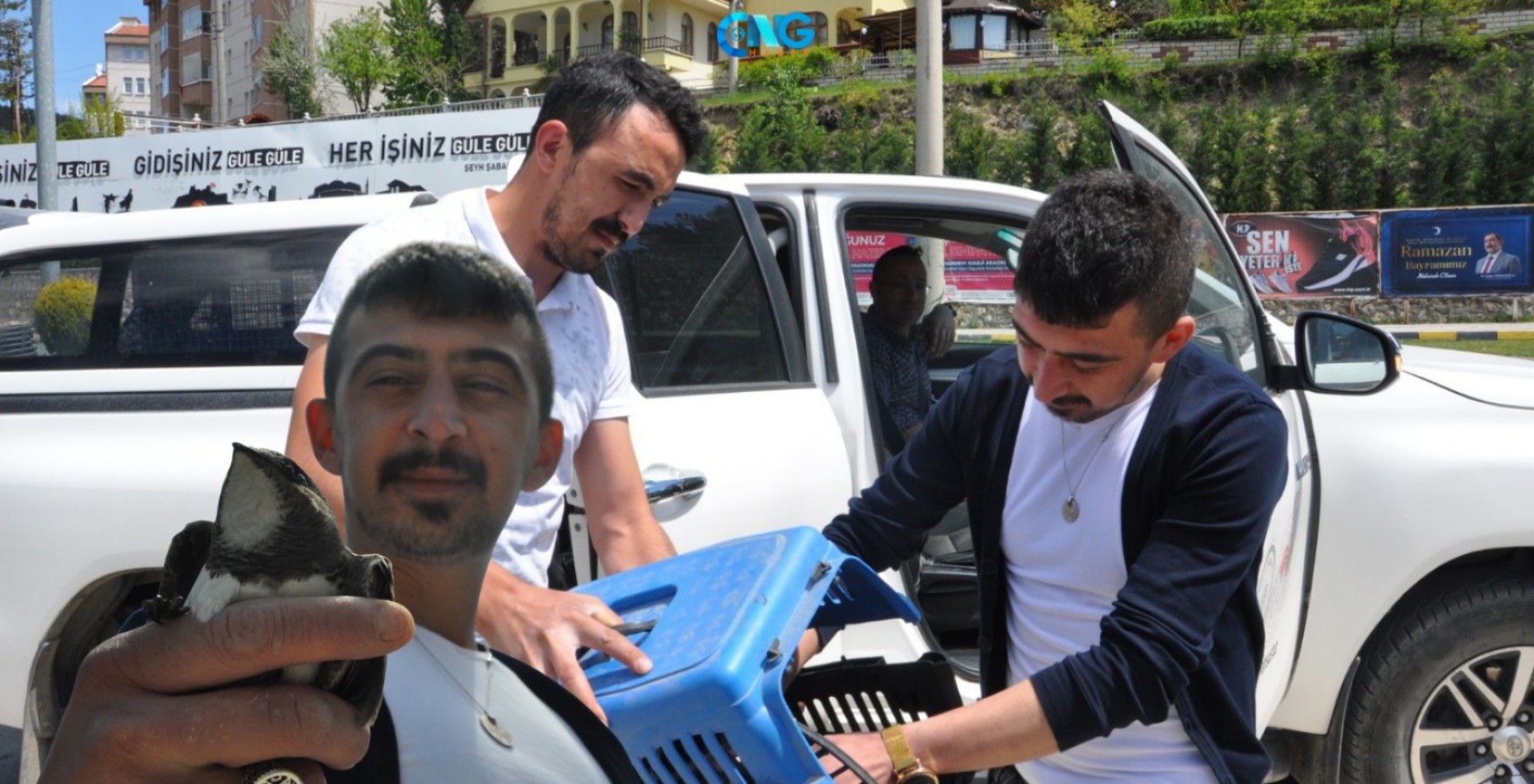 Balkonunda Ebabil Kuşu buldu;