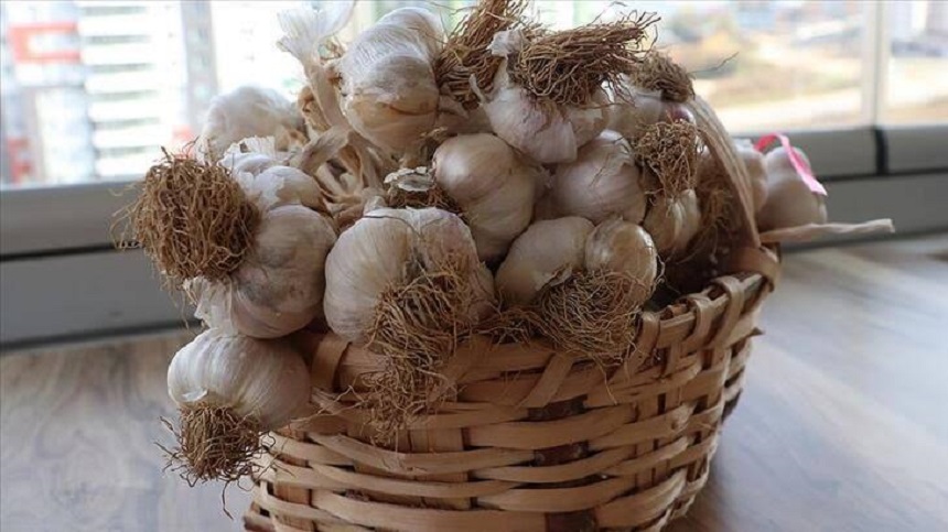 4 bin ailenin gelir kapısı ‘beyaz altın’;