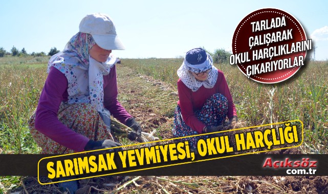 Sarımsak tarlalarında okul harçlığı mesaisi;