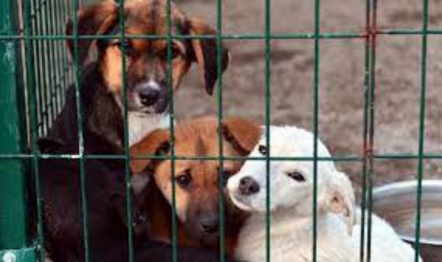 Kuzeykent'te sokak köpekleri toplatıldı;