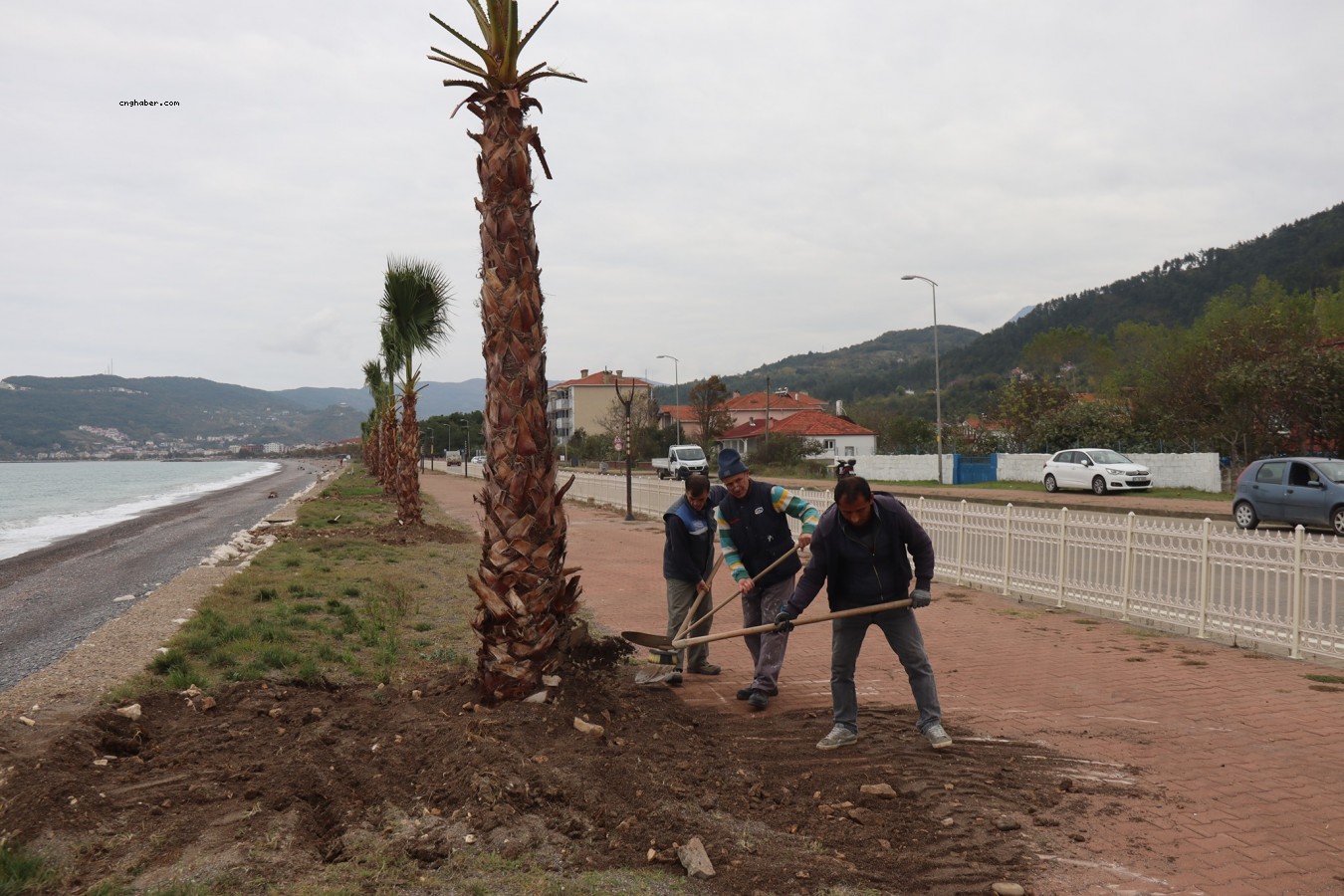 Cide sahili, palmiyelerle donatılıyor;