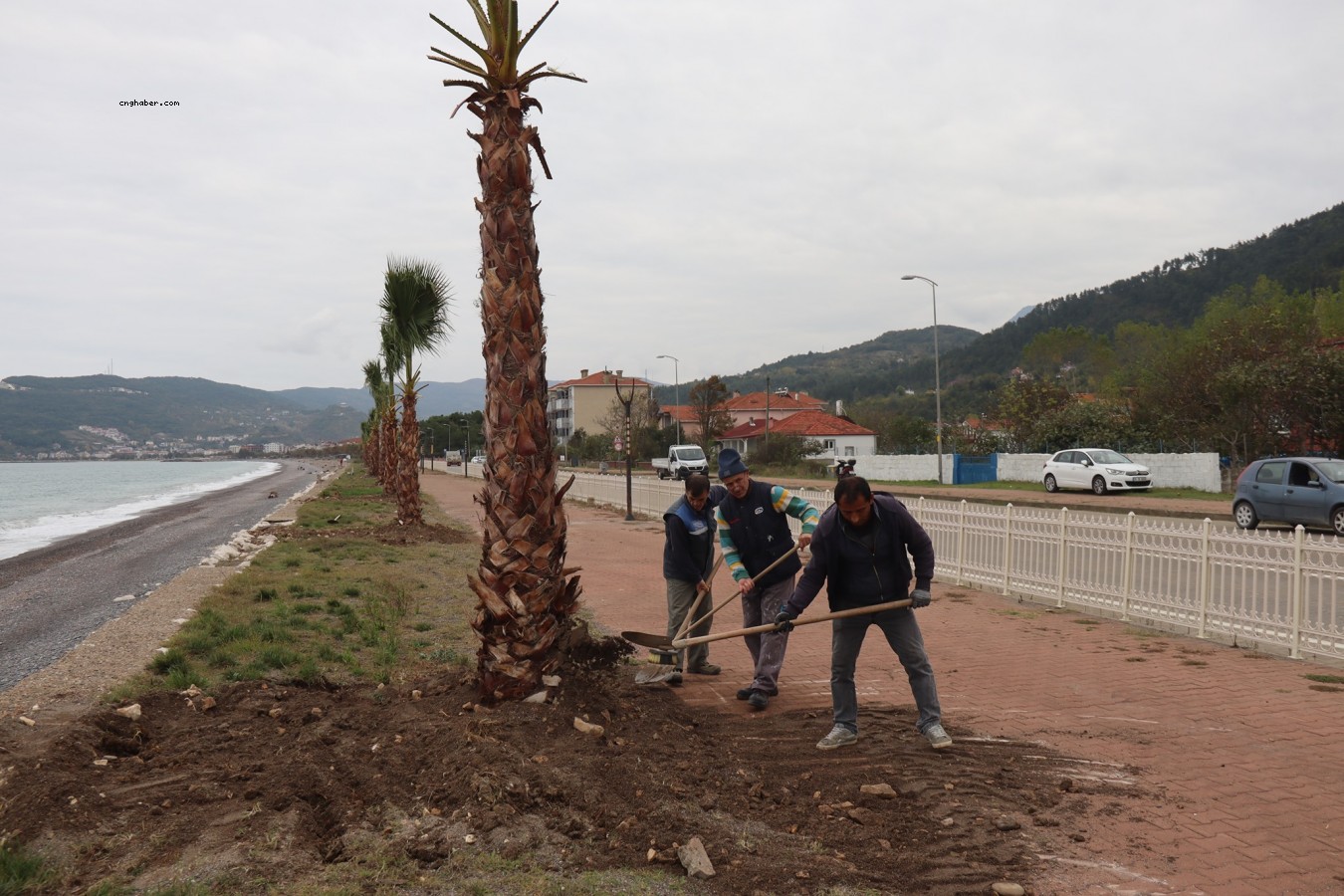 Cide sahili, palmiyelerle donatılıyor