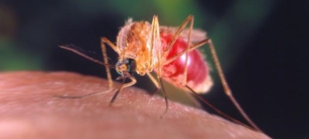 Sivrisinekler Kimi Isırır ?