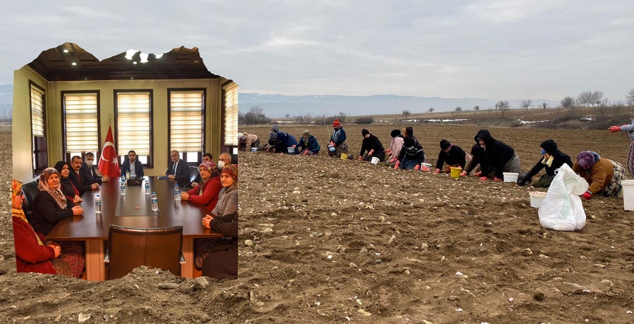 Sarımsak işçilerinin yevmiyesi belirlendi;