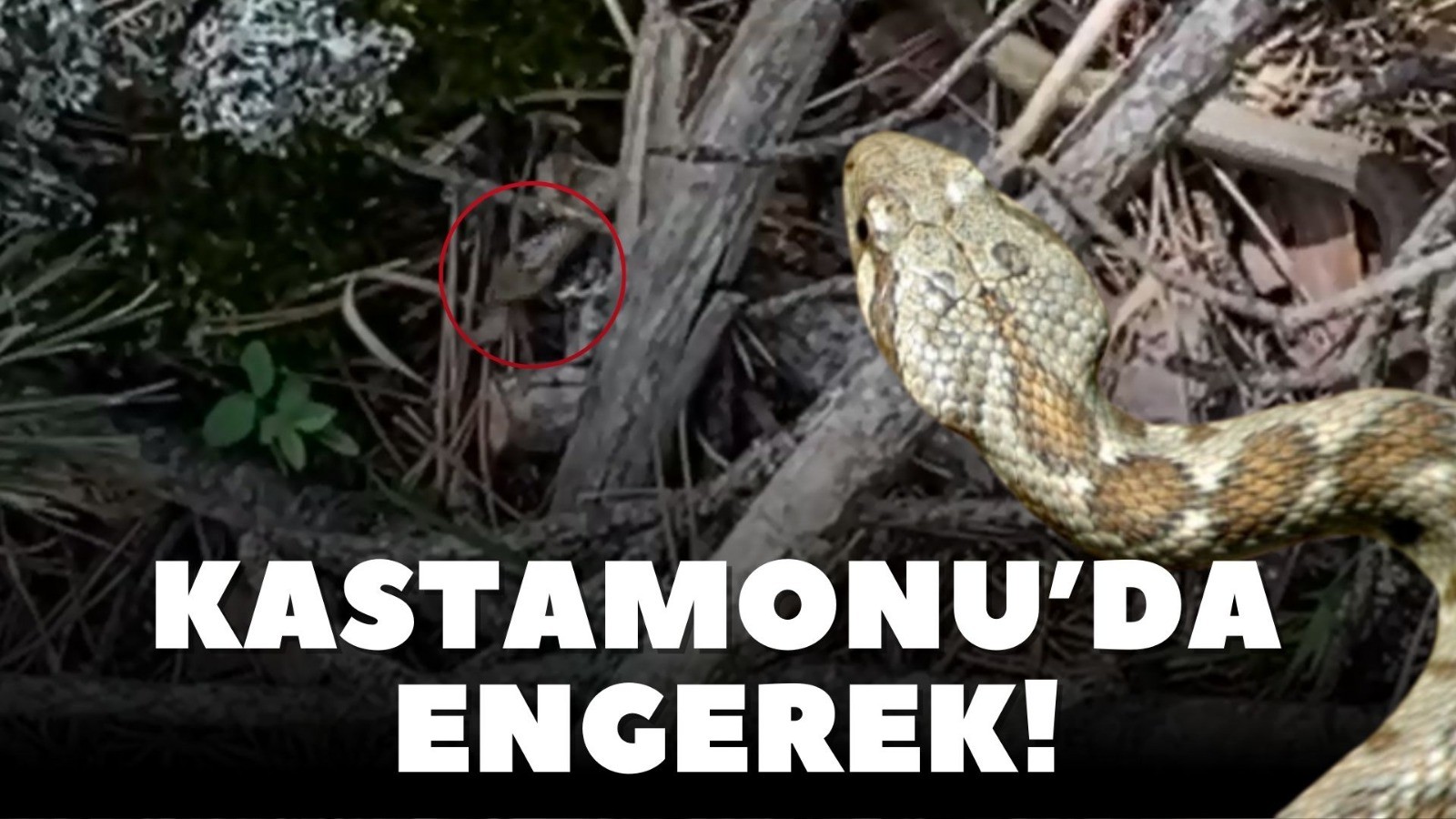 Kastamonu'da engerek yılanı! Üçgen başlı