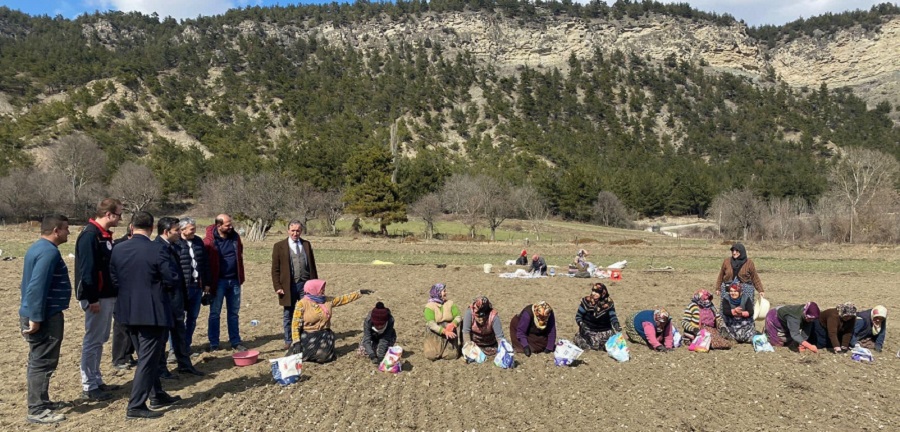 Hanönü'nde de sarımsak ekildi;