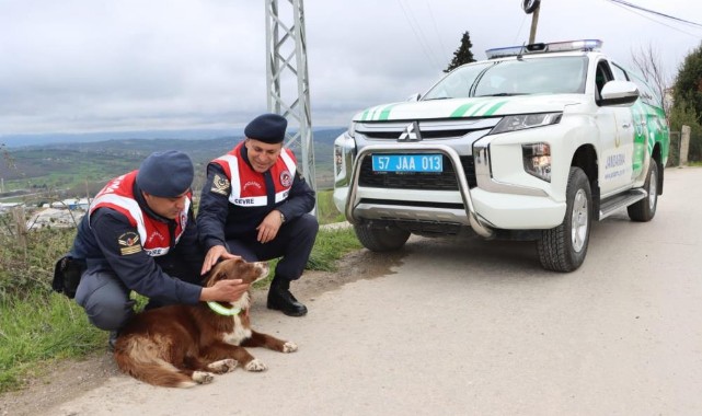 Sokak köpeklerine reflektörlü tasma;