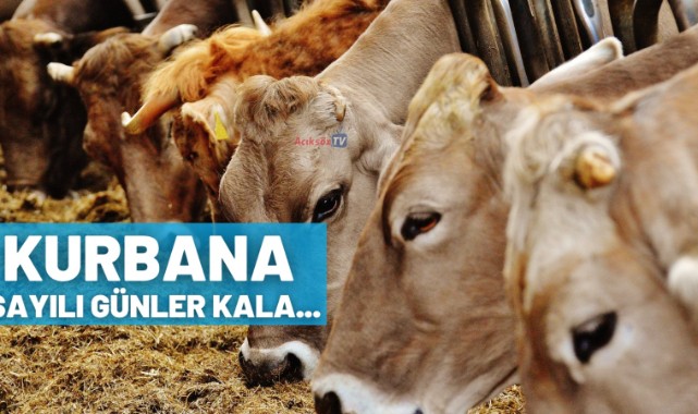 Kurban öncesi hayvan pazarı kapatıldı!;