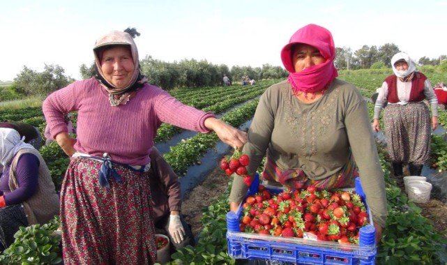 Türkiye'nin çilek deposundan ihracat başladı;
