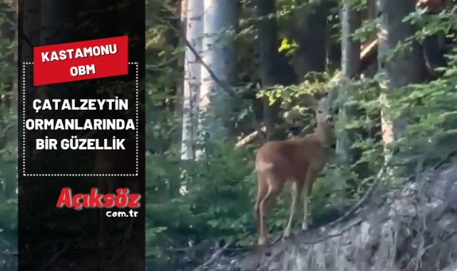 Çatalzeytin Ormanlarında bir güzellik;