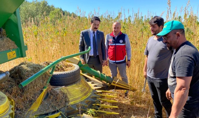 Kastamonu'da kenevir hasadı devam ediyor;