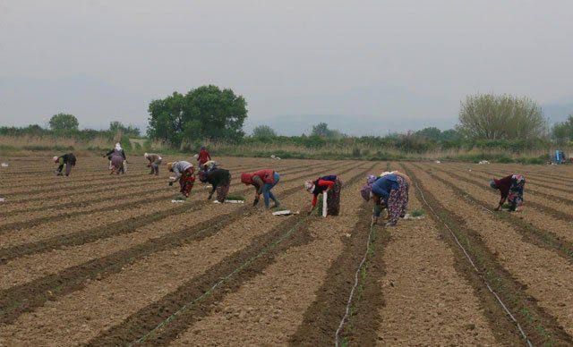 Tarımsal destekleme ödemeleri hesaplara yatırıldı;