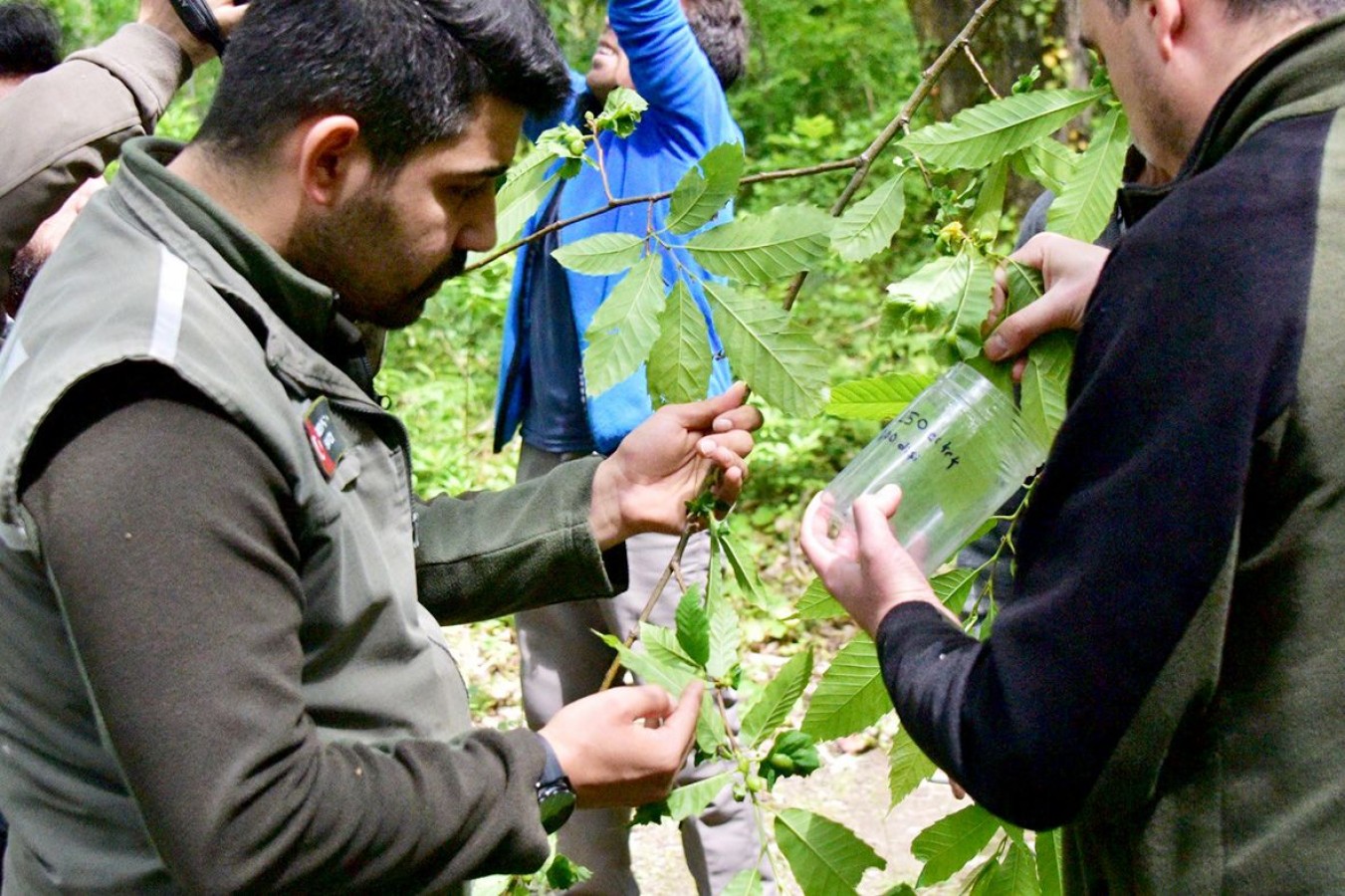 Kastamonu’da ‘katil arı’ seferberliği