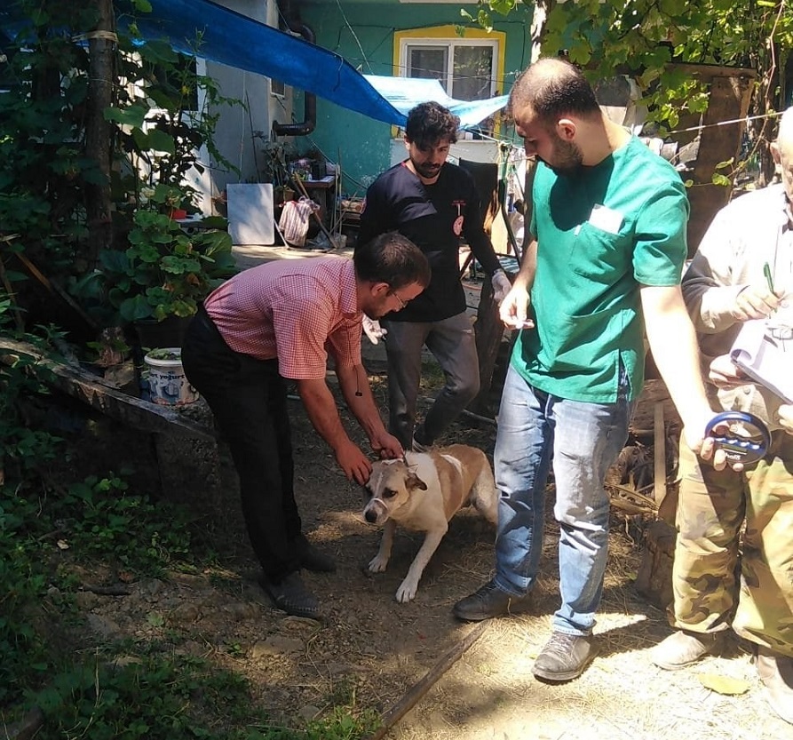 235 sokak köpeği aşılandı;