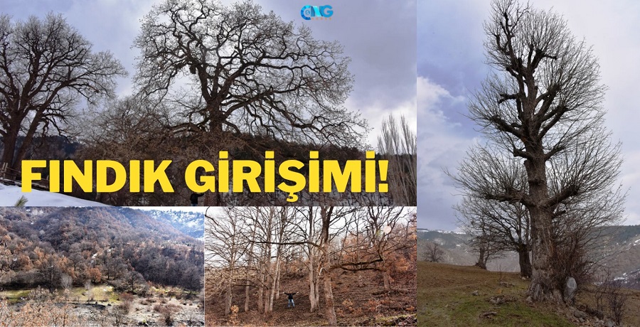 OBM'den Türk Fındığı girişimi;