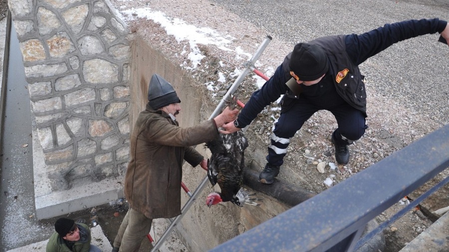 Karaçomak Deresi'nde 'ibi' kurtarma operasyonu;