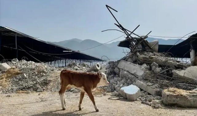 Depremzede yetiştiricilere bedelsiz hayvan dağıtılıyor;