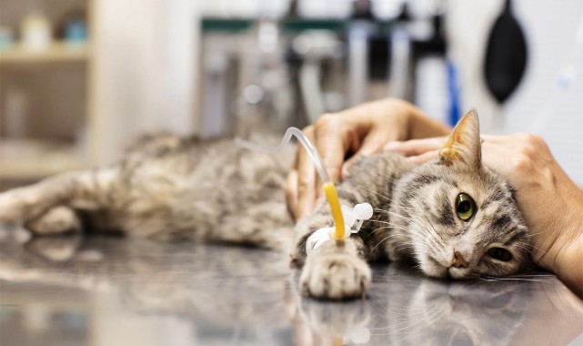 7 ayda 300 bin kedinin ölümüne neden olan hastalık Türkiye'de…;