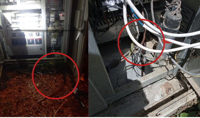 Kastamonu'da trafoya giren yılan 6 köyü elektriksiz bıraktı;