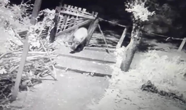 Yiyecek arayan domuz bahçe kapısını böyle kırdı;