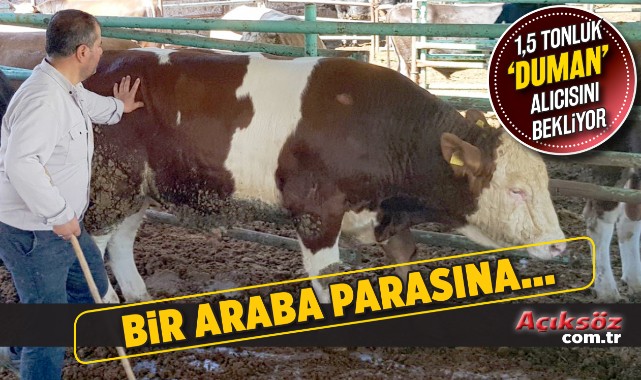 1 buçuk tonluk kurbanlık, fiyatıyla dikkat çekiyor;