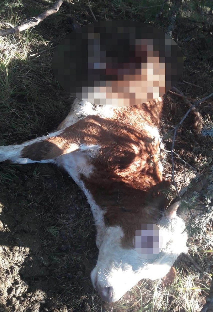 Köye kadar inen ayı, ineği parçaladı;