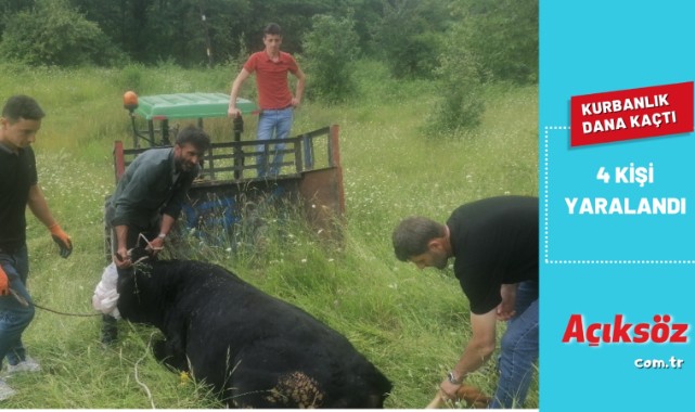 Kaçan kurbanlık dana 4 kişiyi yaraladı;