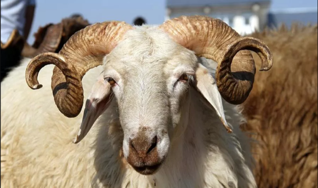 KURBAN NEDİR? KURBAN BAYRAMI'NIN ÖNEMİ NEDİR? KURBAN KESMENİN ÖNEMİ NEDİR? Kurban bayramına bir de bu açıdan bakın;