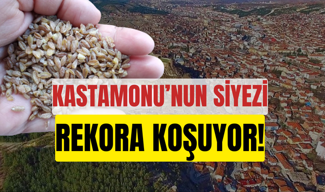 Kastamonu’nun siyezi rekora koşuyor!;